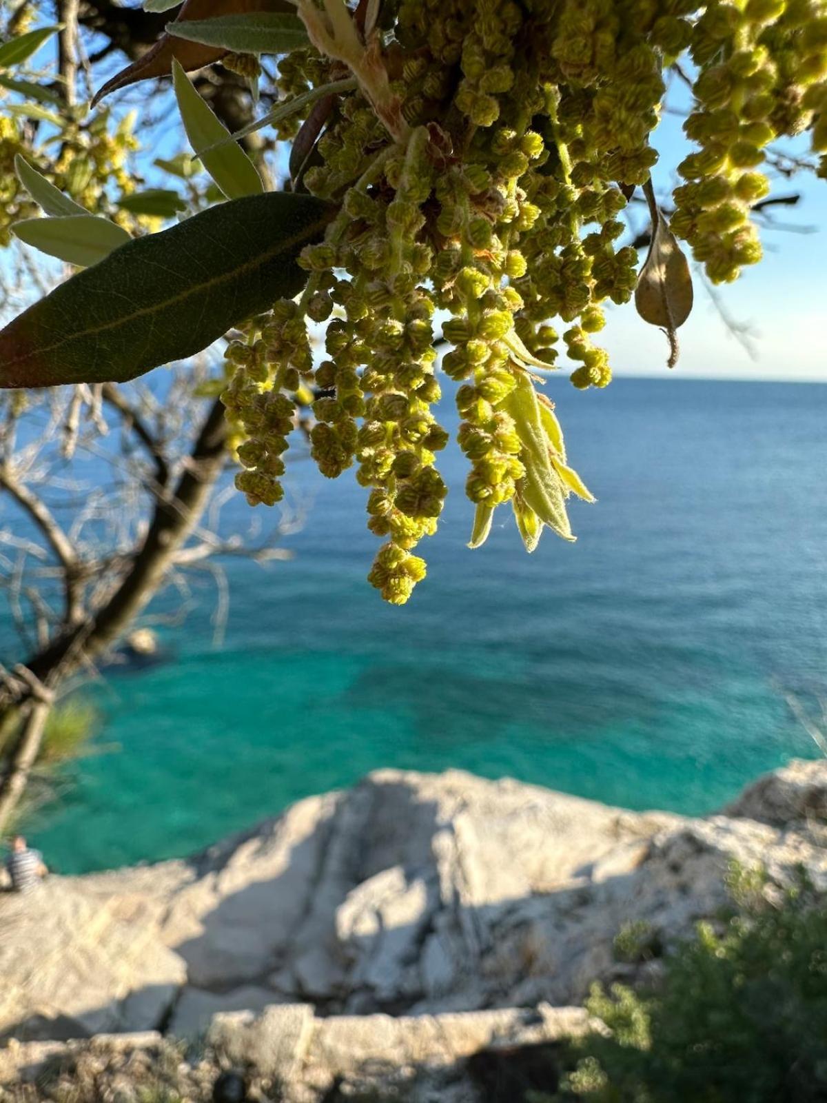 Fragrances Of Istria - The Olives - On The Sea Of Stoia Apartman *
