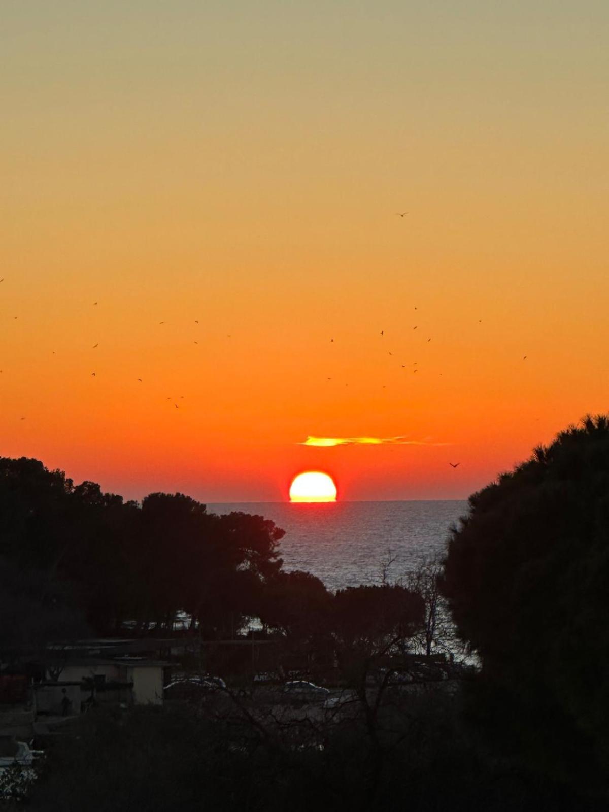 Fragrances Of Istria - The Olives - On The Sea Of Stoia * Pula
